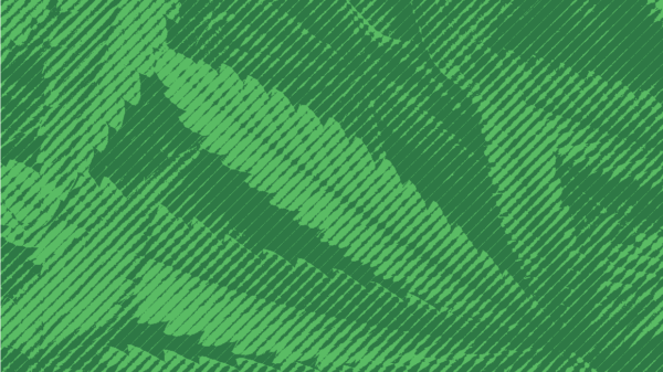 Cannabis leaves