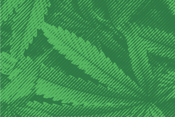 Cannabis leaves