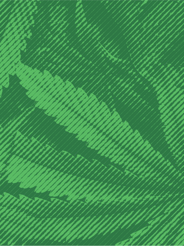 Cannabis leaves