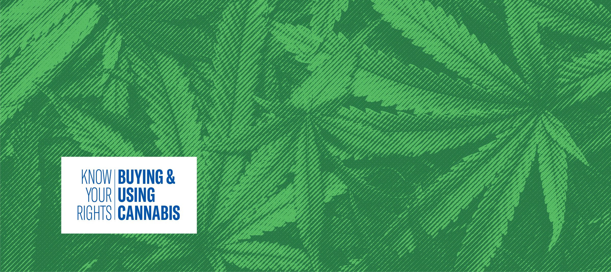 Cannabis leaves behind a semi-transparent green filter