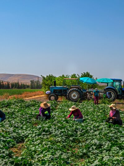 A group of Farmworkers working in the field with a tractor in the background