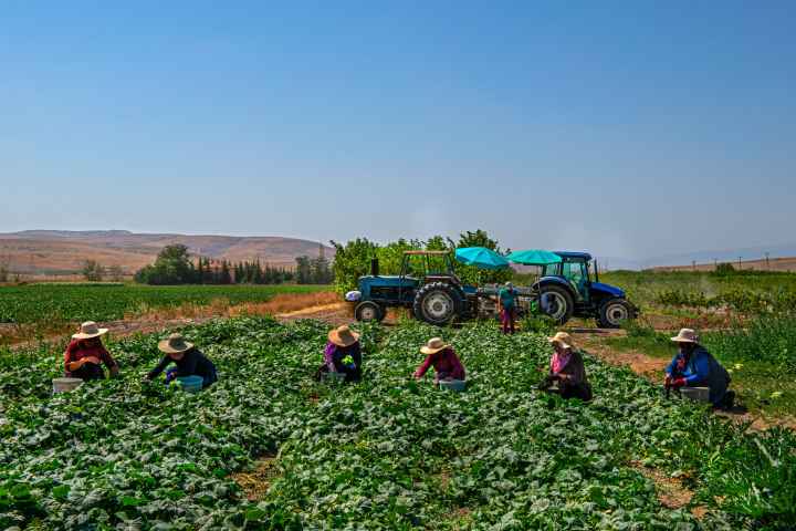 A group of Farmworkers working in the field with a tractor in the background