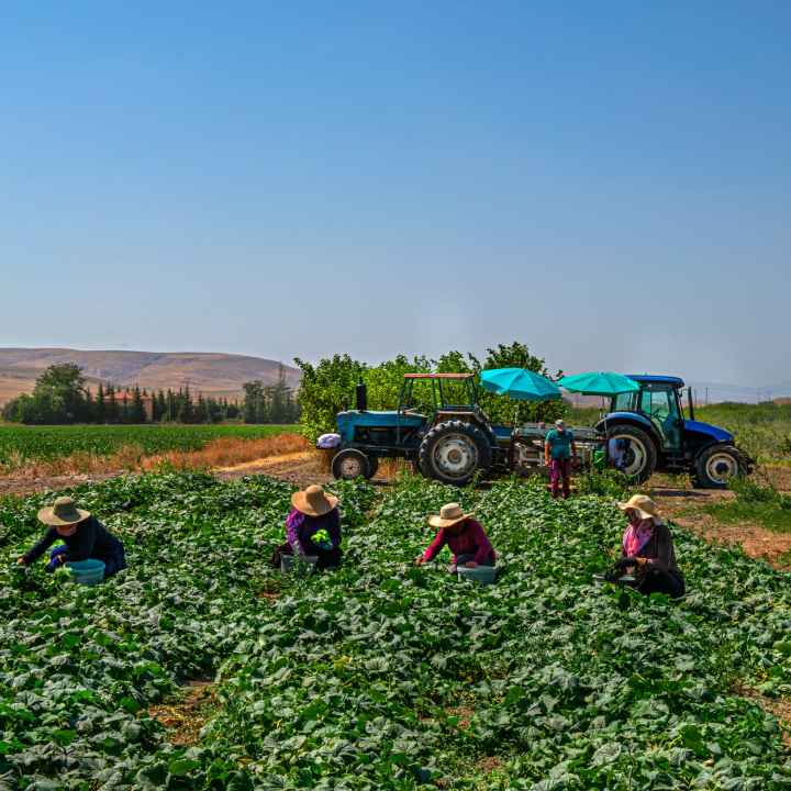 A group of Farmworkers working in the field with a tractor in the background